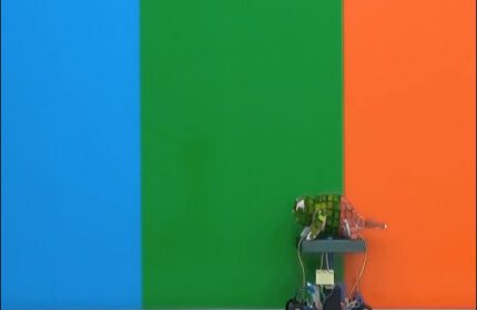 Bulundukları Ortamın Rengini Alan Bukalemun Robot
