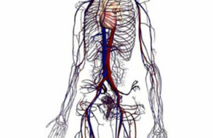 İnsan Vücudunun 3 Boyutlu Görüntüsü, Google’ dan